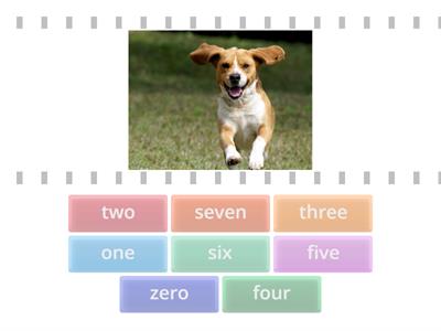 Numbers: how many dogs can you see?