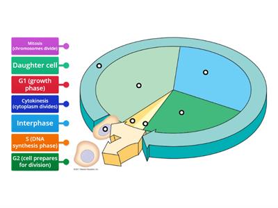 Cell Cycle Review