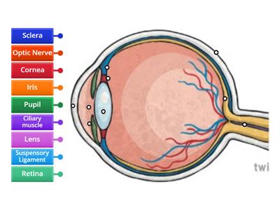 Eye Labelling