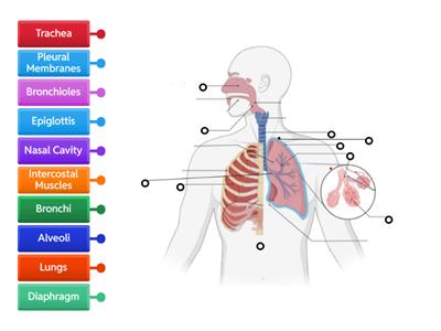 Respiratory Diagram