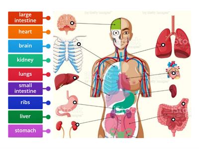 Solutions Intermediate 3A Body organs 