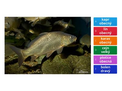  Ryby  2 - poznávání druhů