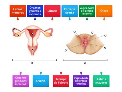 Anatomía del aparato reproductor femenino