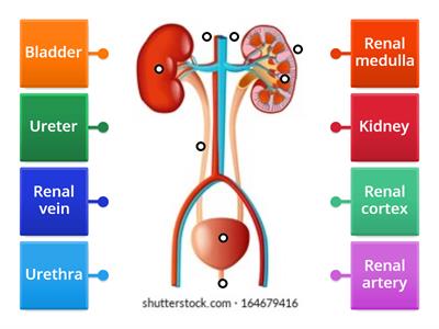 Urinary System diagram - level 1