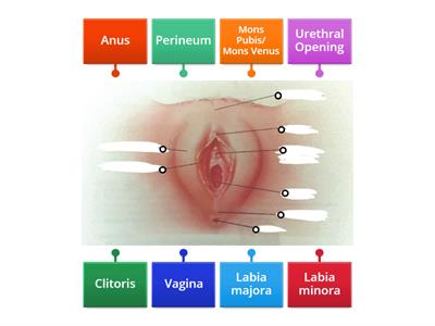 Medical Assisting 2: Reproductive System | External Female Reproductive Organs