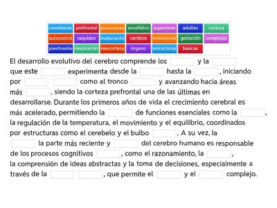 Desarrollo evolutivo del cerebro – Funciones cerebrales – Neocorteza