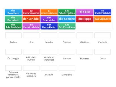 Fachwortschatz Medizin - Knochen 1 