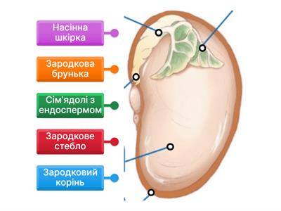 Будова насінини дводольної рослини
