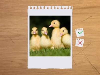 Memory Card Muannats