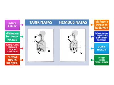 KSSM T2 SN 2.1 struktur respirasi manusia