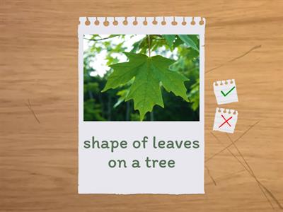 TRAITS- 5th Gr Science