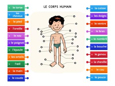 Le corps humain 2