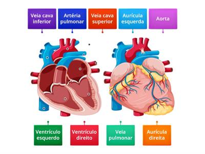 Sistema Circulatório