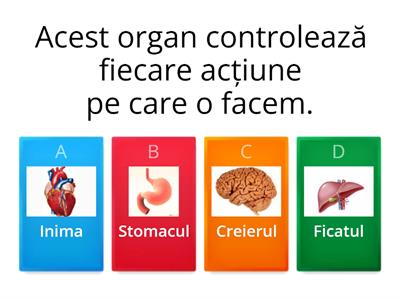 Organele interne