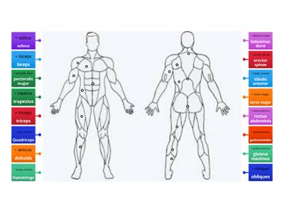 Muscle Locations