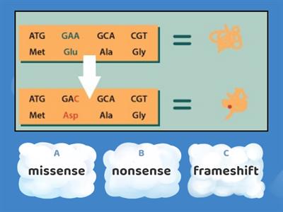 Missense, nonsense or frameshift mutation?