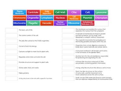 Cell Structure and Function Vocab Review 