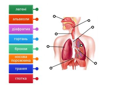  Будова дихальної системи людини