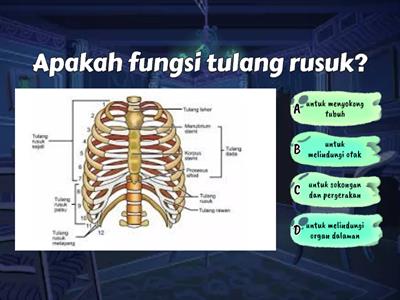 SAINS TAHUN 5 (MANUSIA-SISTEM RANGKA MANUSIA)