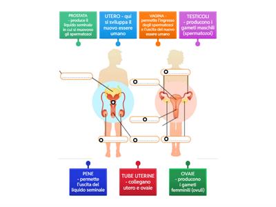 Apparato riproduttore