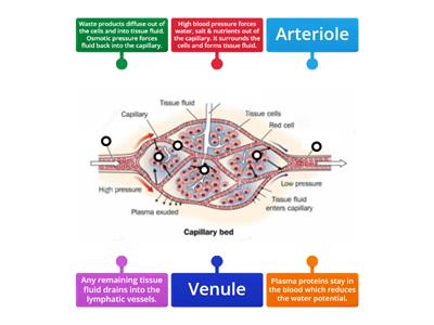 Tissue fluid formation