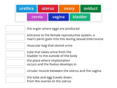 Parts of the female reproductive system