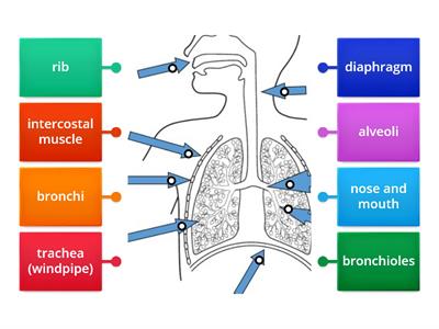 Label the breathing system