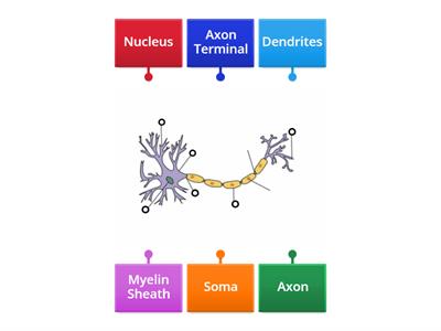 Neuron- Labels