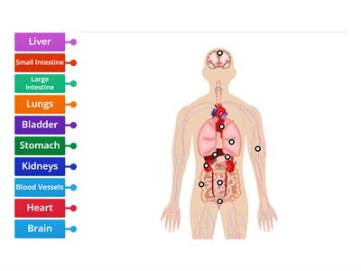 Human Body Organs