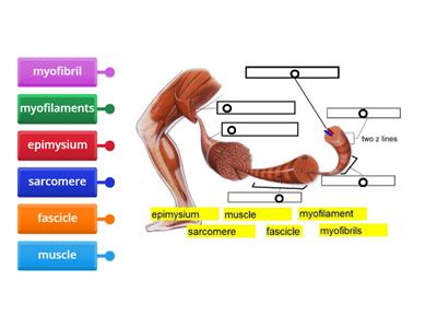 Muscle Hierarchy