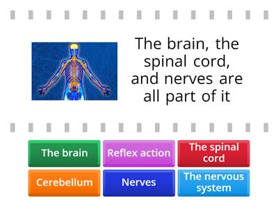 Nervous System