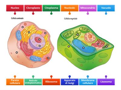 Cellula animale e cellula vegetale 