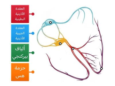 المسارات الكهربية في القلب