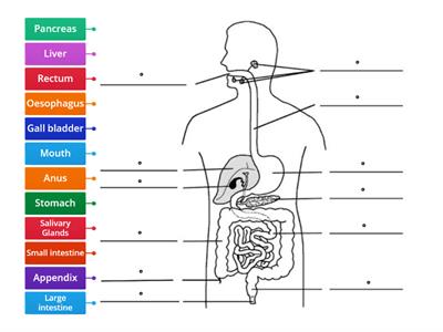 The Digestive System