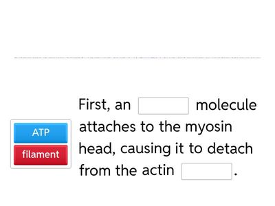 muscle contraction