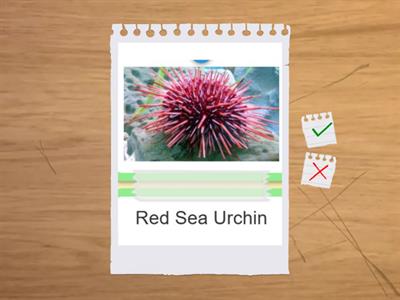 Student A: interesting animals