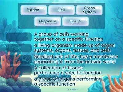 Levels of Organization Definition Match
