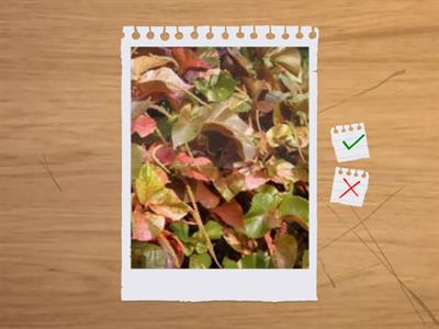 造園丙級植物識別(75題)