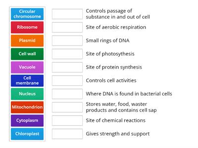 Cell Structures & Function