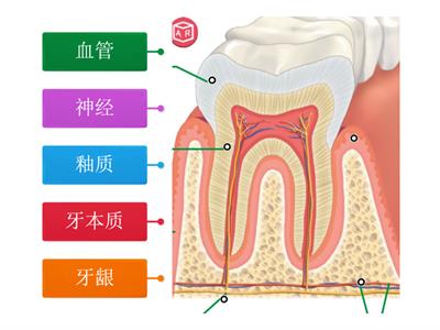 三年级科学（牙齿的结构）