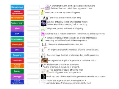 Genetics Vocabulary