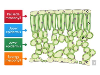 Cross Section of a Leaf 1