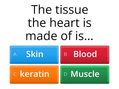 Heart structure Quiz (L4)