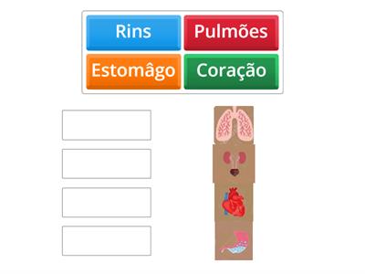 Principais órgãos do Corpo Humano | 2º ano