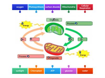 Photosynthesis and Cellular Respiration