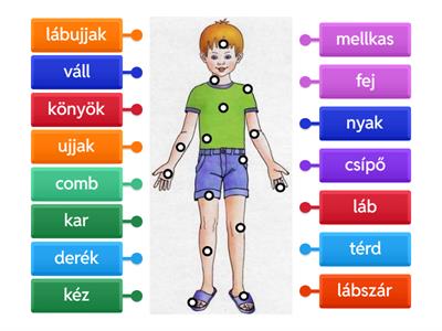 Az emberi test részei 