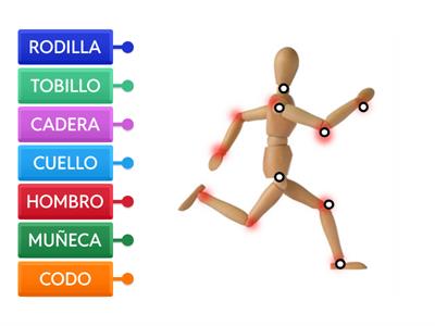 Las articulaciones 1º-2º Prim