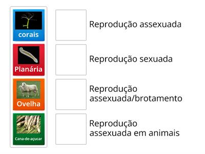 Reprodução