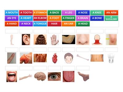 BASIC VOCABULARY – HUMAN BODY