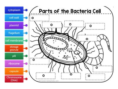 Bacteria Cell Complex